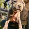 Blue nose pitbull puppies 