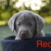 AKC silver Labrador pups