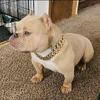 BBK Vegas open for Stud