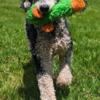 1 year old standard parti poodle seeking active home