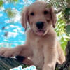 AKC Golden Retrievers pups ready to go 2 males left