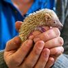 Lesser Tenrecs Babies 