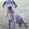 AKC Blue Great Dane Female