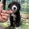 Border collie X Lab puppies for sale