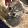 Highlander kittens TICA registered