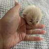 CFA Persian kittens born August 2025