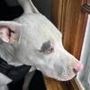1.5 year old male pittbull