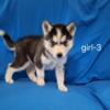 AKC Siberian Husky Puppies - Females