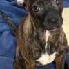 Chihuahua mix Frenchie Male Puppy looking for home