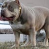 Merle Chocolate Tri Lilac Tri Color Bullies