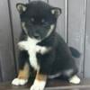 Shiba Inu Puppies