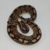 female sable ball pythons