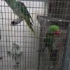 Alexandrine parrot breeding pairs