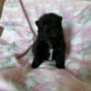 For sale Pomeranian Puppies