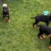 Doberman Pinscher puppies in Eau Claire, WI