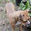 Free fawn female boxer 2.5 years old