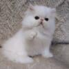 Gorgeous White Persian Female