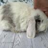 Holland lop, mini holland lops 
