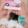 CKC TEACUP YORKIE PUPPIES