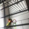 Male Linnie, and two Love birds 412 228-1383