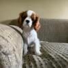 Cavalier King Charles spaniel male puppies