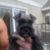 Miniature Schnauzer Pups Available