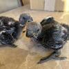 2 baby eclectus sold