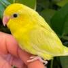 !!!!!!!!!!Parrotlets handfed American yellow!!!!!!!!!