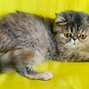 Exotic Short Hair - Beautiful Girl - CFA registered, PKD/FIV/FeLV negative