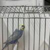 Mutation Parakeets Pairs Available