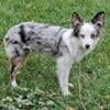 SOLD - Blue merle male toy - blue eyes