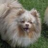 AKC - Tri Lavender Merle - One Blue Eye - Male Pomeranian