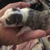 CHIWEENIE-MINIS TINY PUPS-XMAX GIFT-($600)