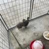 Rehoming Newborn Ostriches