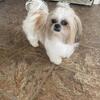 AKC Shih-tzu Female