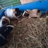 Guinea Pigs up for rehoming