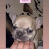 Frenchie puppies for sale!!!