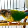 Yellow Sided Green Cheek Conure 2.5 Years Old, Dna Tested Male, Colorful! Young yellow sided, in need of a  new home! 