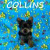 Collins Male Yorkie Poo Puppy