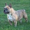 Adult Female French Bulldog 2nd day of heat