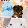 Yorkie Puppies
