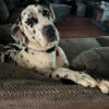 2 yr old female harlequin Great Dane 