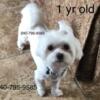 Male Maltese 1 yr old purebred dual pedigree intact