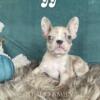 AKC French Bulldog Puppies