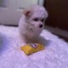 Pomeranian Puppies!!!