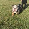 Blue Tri Merle English Bulldog FOR STUD!