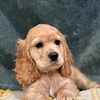 cocker spaniel puppies for sale California