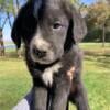 Border Collie mix with Golden Retriever Male puppy