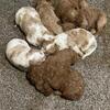 Mini Goldendoodle