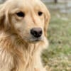 Golden Retriever female